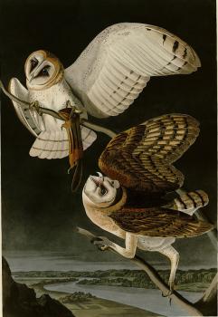 John James Audubon : Barn owl